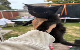 Domestic Shorthair cats for sale: Black kitties available to go  - Image 3