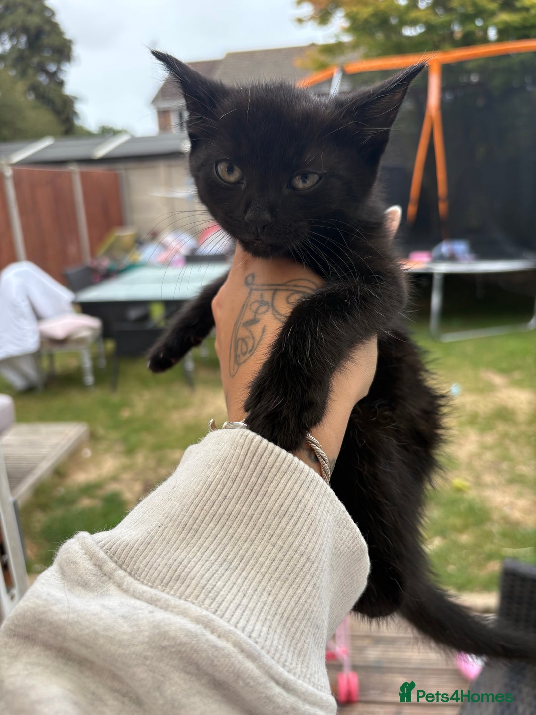 Domestic Shorthair cats for sale: Black kitties available to go  - Image 3