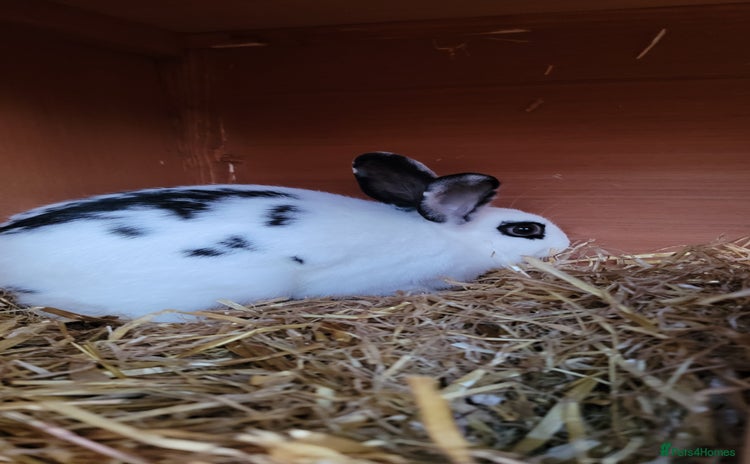 English Spot rabbits - Advert 1