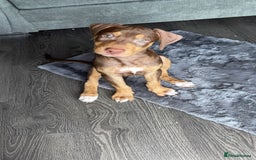 Mixed Breed dogs for sale: Second generation Female bull lurcher  - Image 4