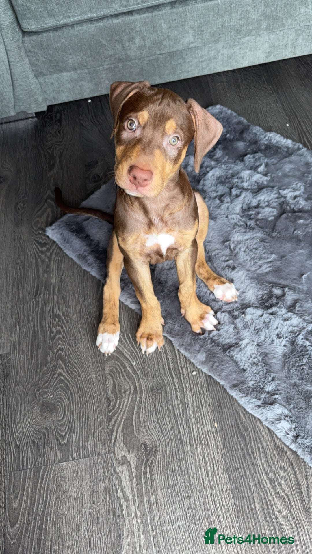 Mixed Breed dogs for sale: Second generation Female bull lurcher  - Image 4