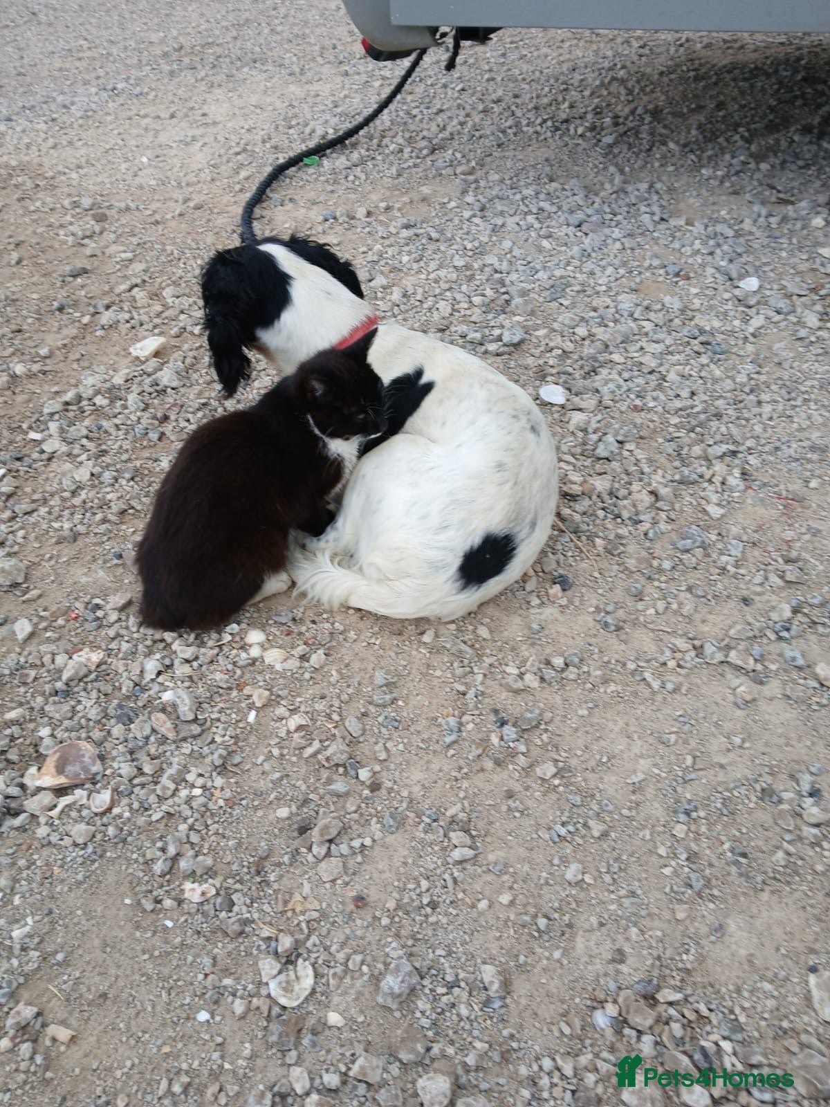 Mixed Breed cats Kittens for sale  - Advert 2