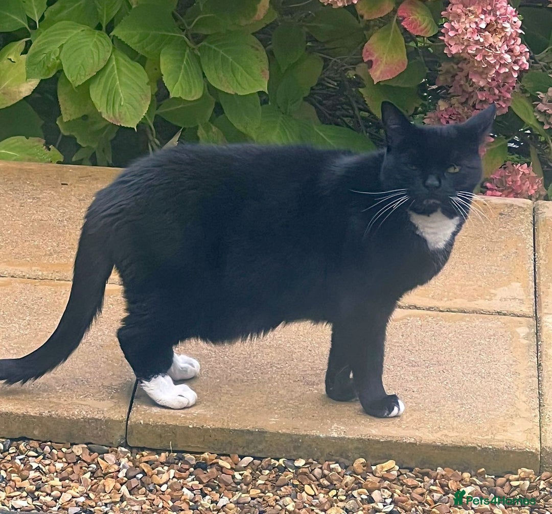 Mixed Breed cats for adoption: Toots - a lovely middle aged lady in good health - Advert 3