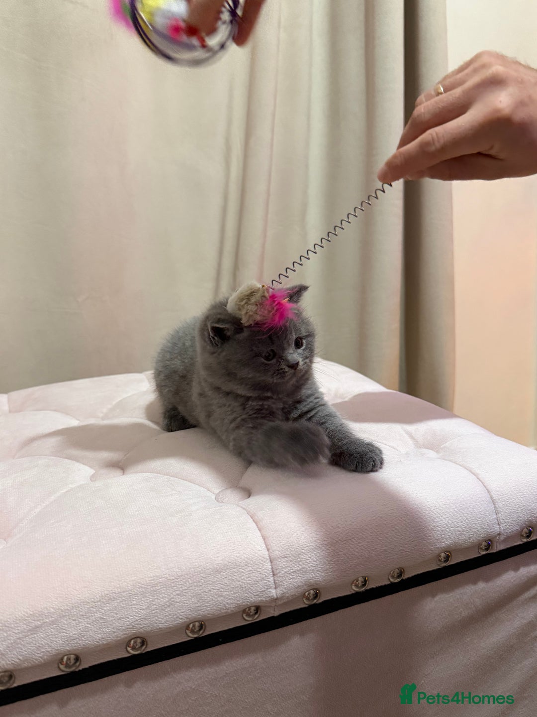 Scottish Fold cats for sale: Scottish Fold/ Straight kitties  - Advert 19