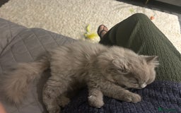 British Shorthair cats for sale: British short hair mix Scottish  - Advert 3