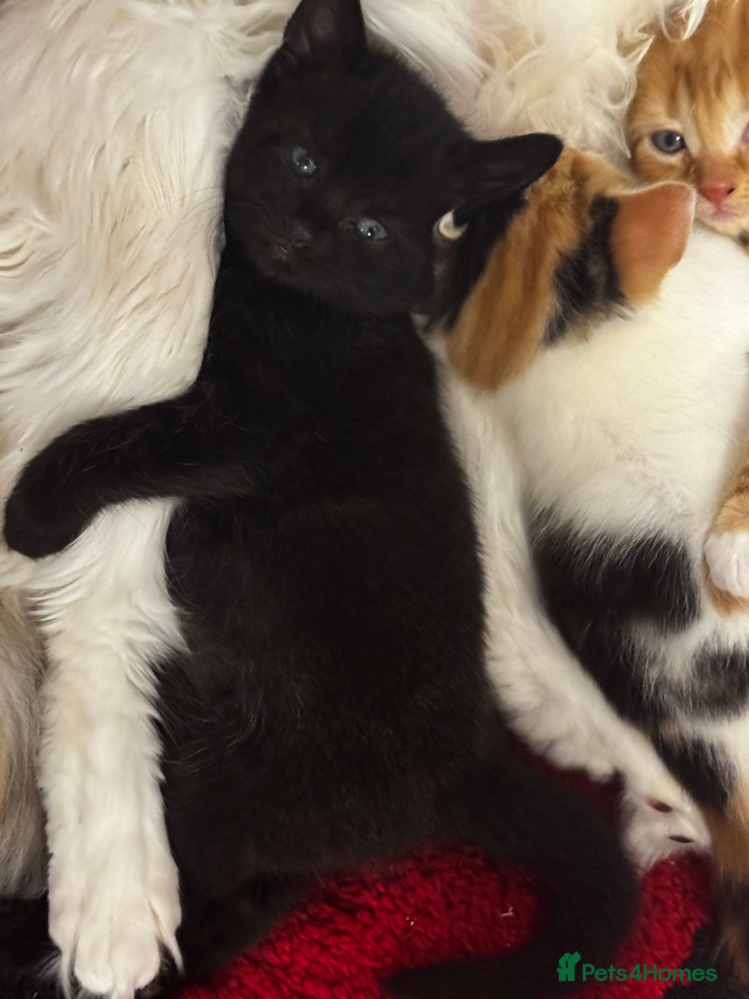 British Shorthair cats for sale: 2 female kittens (ready to go 1st December) - Image 2