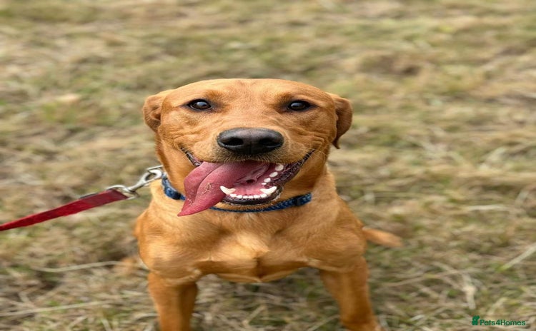 Labrador Retriever dogs - Advert 13