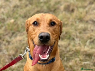 Labrador Retriever dogs - Advert 5
