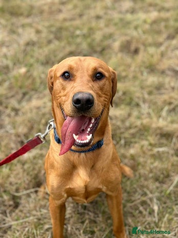 Labrador Retriever dogs - Advert 11