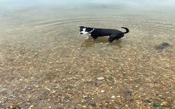 Staffordshire Bull Terrier dogs for stud: STUD  - Image 5