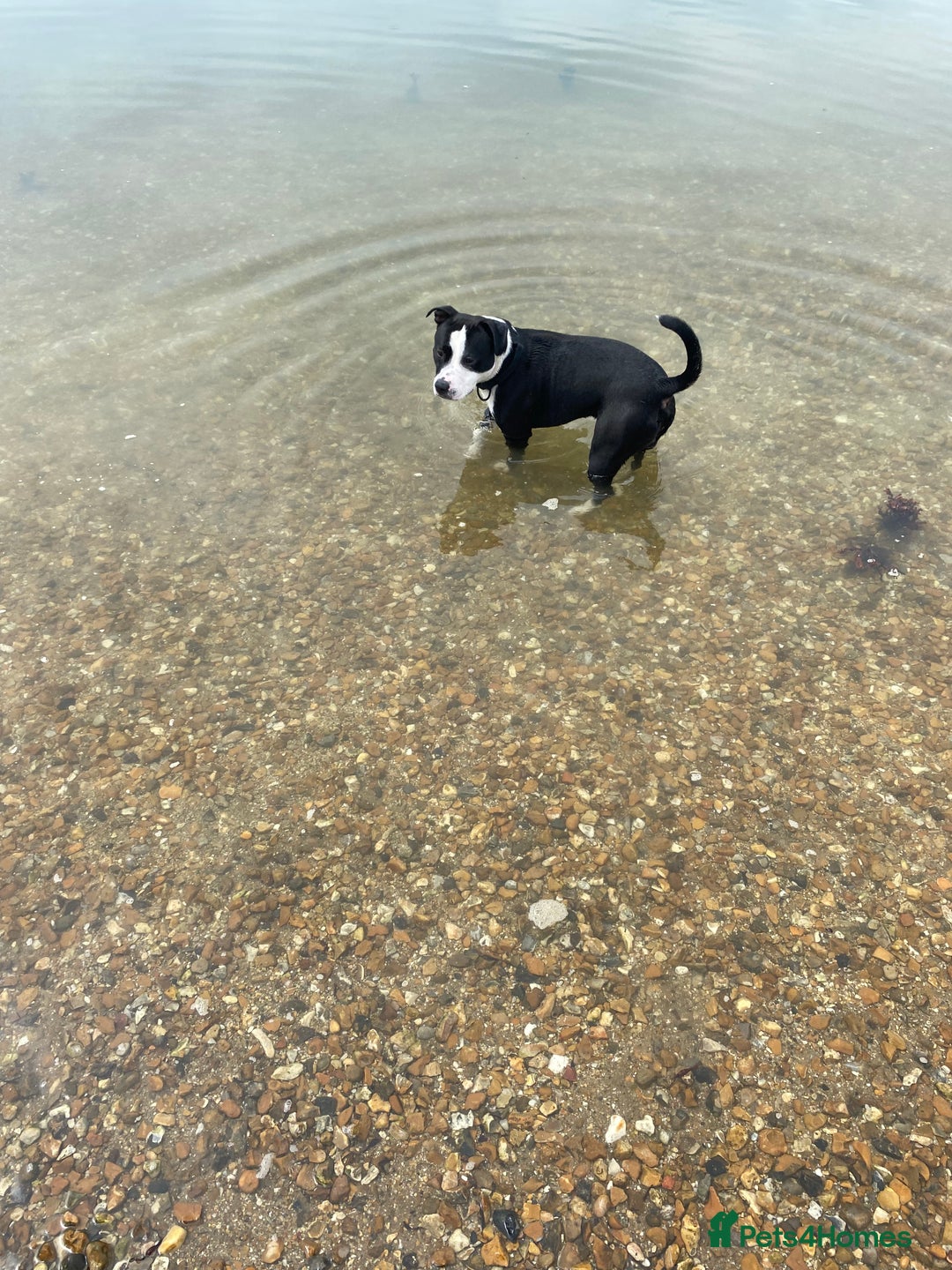 Staffordshire Bull Terrier dogs for stud: STUD  - Image 5
