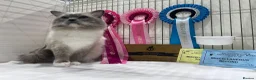 Ragdoll cats for sale: 🏆Sired by Imperial Grand Champion TICA REGISTERED - Advert 29