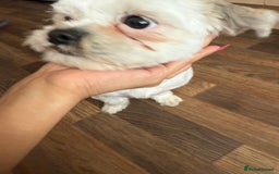 Mixed Breed dogs for sale: Shih tzu girl  - Image 3