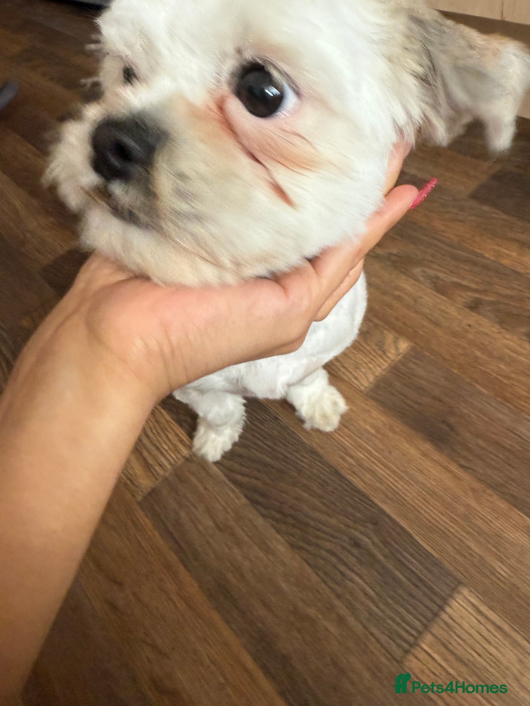 Mixed Breed dogs for sale: Shih tzu girl  - Image 3