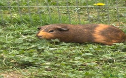 Guinea Pig rodents for sale: 2 male bonded pair of guinea pigs  - Image 3