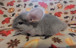 Chinchilla rodents for sale: Gorgeous Female Chinchilla  - Image 11