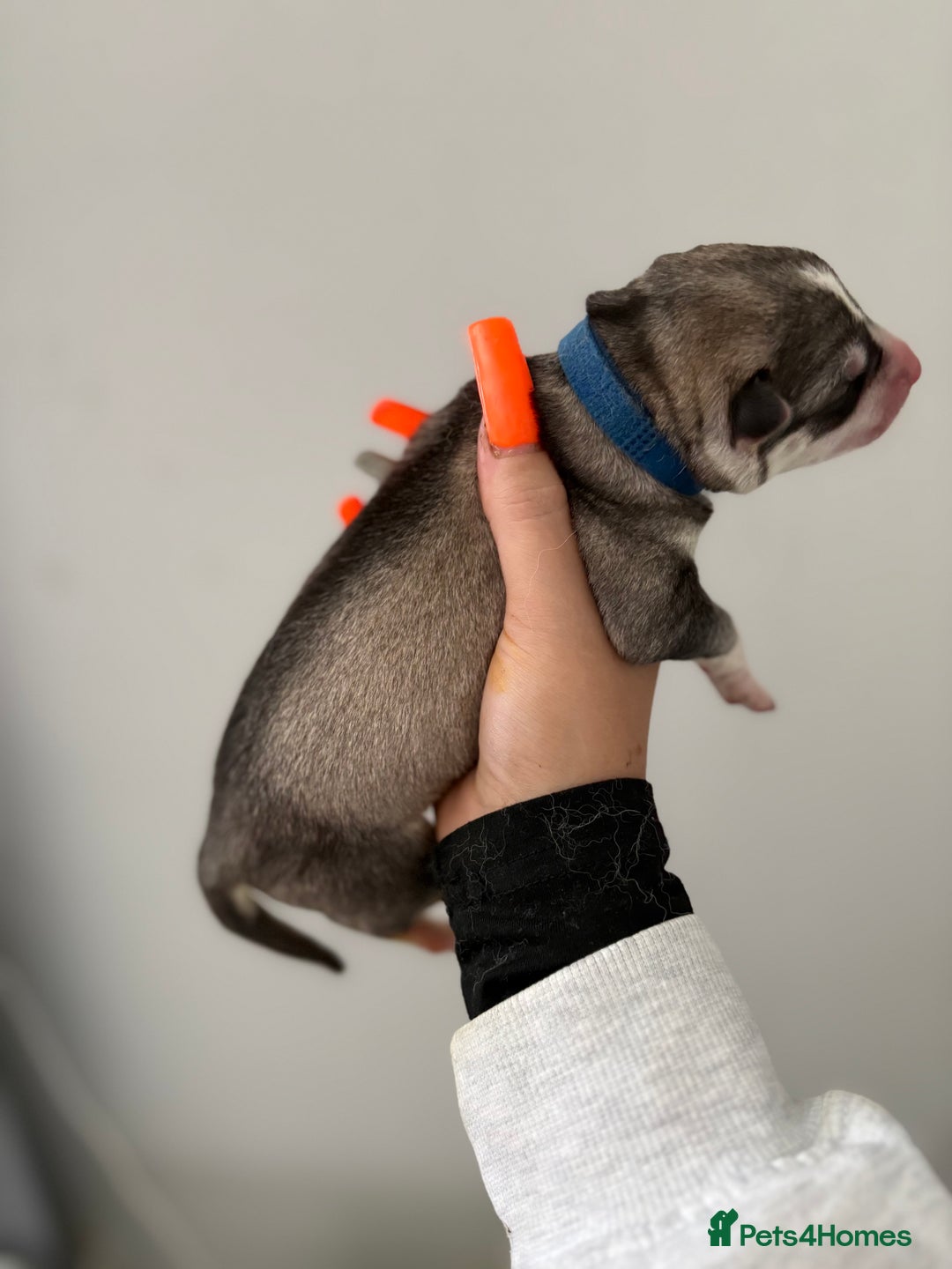 Siberian Husky dogs for sale: Husky puppies - Image 14