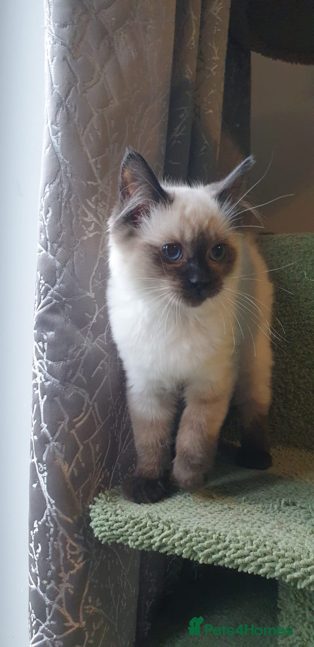 Ragdoll cats for sale: Beautiful GCCF Seal Point Kitten Available. - Advert 6