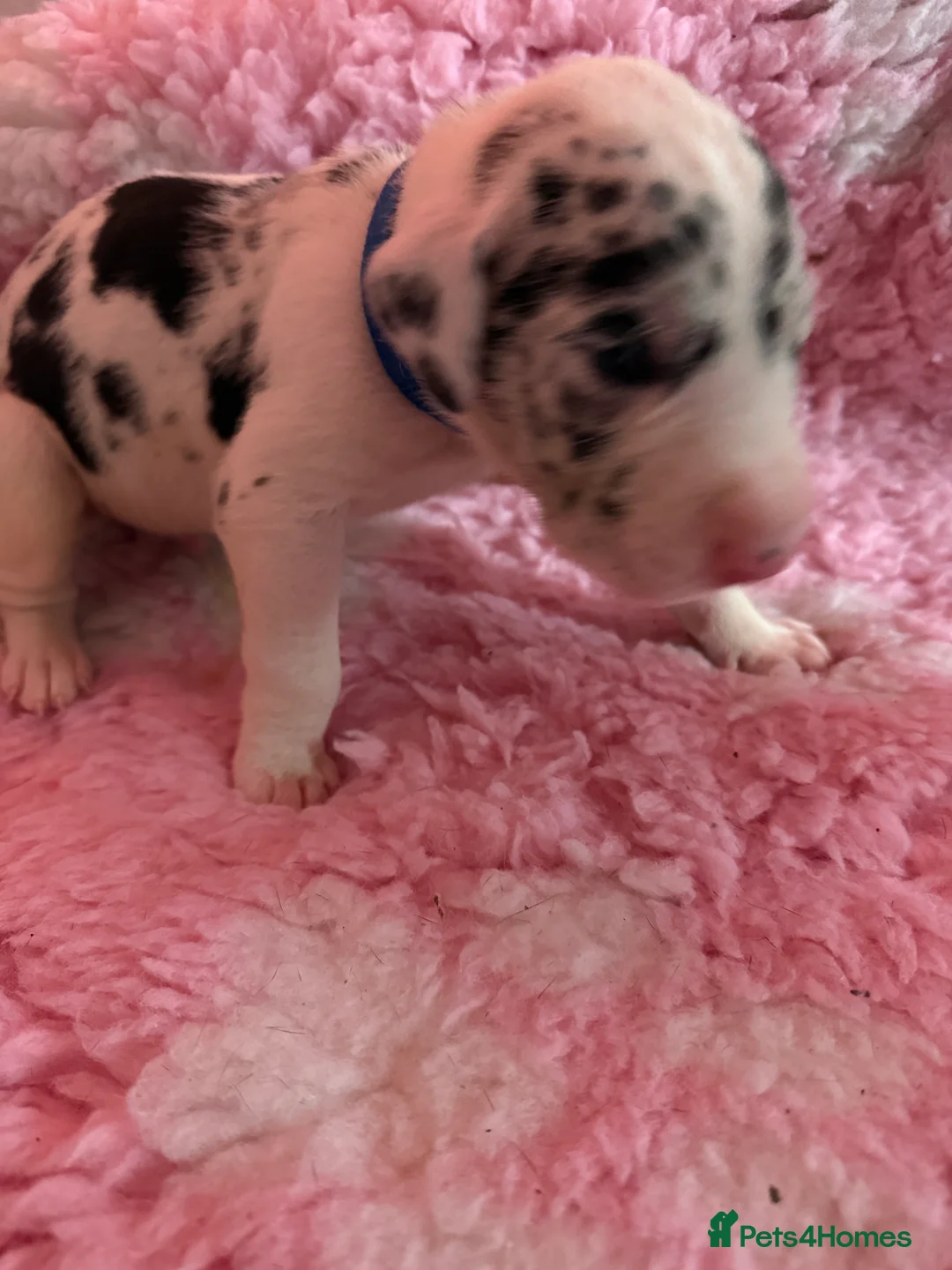 Great Dane dogs for sale: Stunning pure bred Great Dane puppies in St. Ives - Advert 15