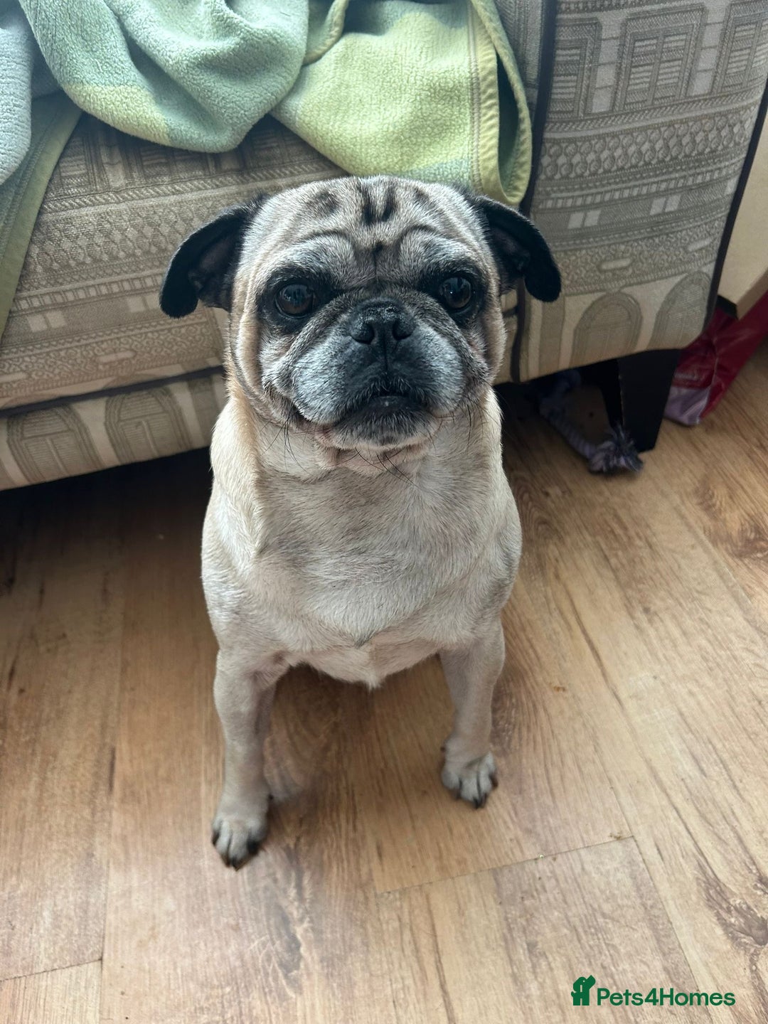 Jug dogs for sale: Jug puppies for sale 4 boys 2 girls 5 weeks old - Advert 11