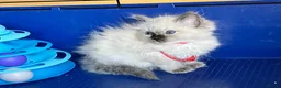 Ragdoll cats for sale: GCCF Ragdoll 🏆Champion Bloodline🌟5-Gen Pedigrees - Advert 2