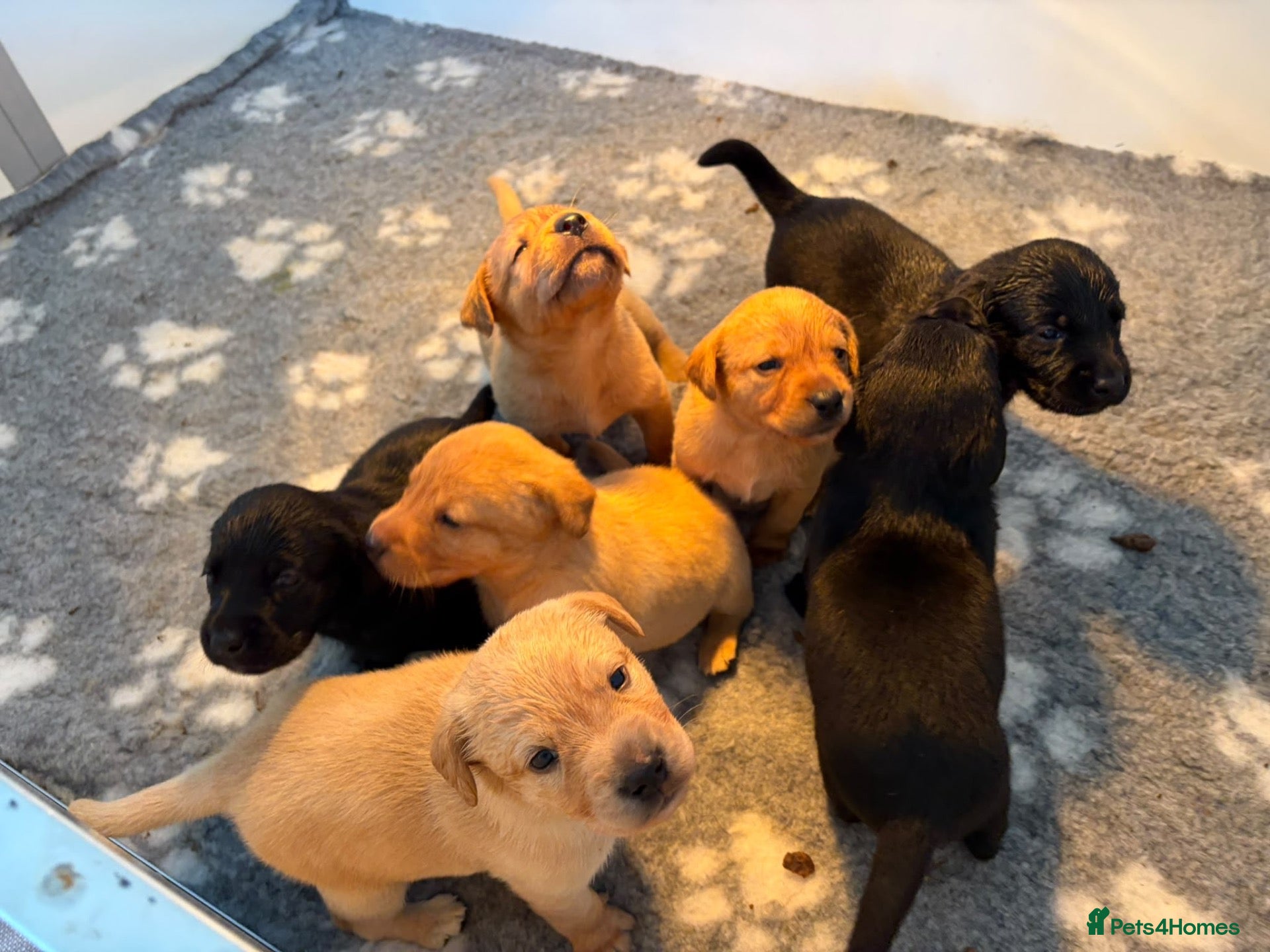 Labrador Retriever dogs KC REG Yellow/fox red and Black Labrador puppies  - Advert 1
