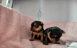 Yorkshire Terrier dogs for sale: Yorkshire terrier (miniature) - Image 21