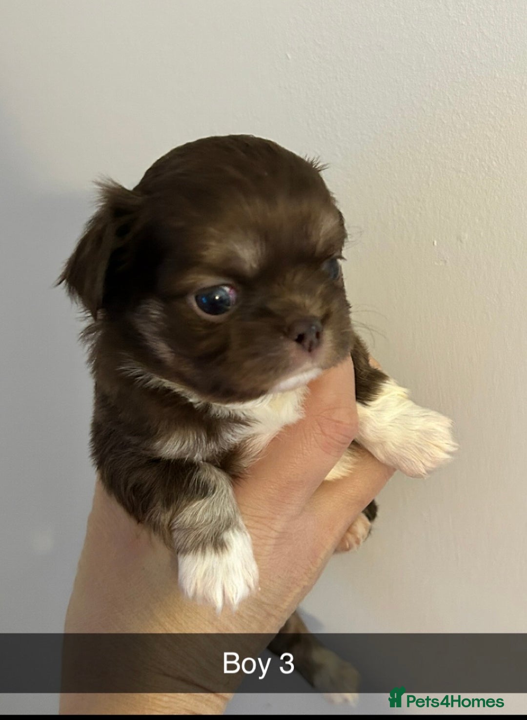 Chihuahua dogs for sale: KC LONG COAT CHIHUAHUAS  - Advert 12