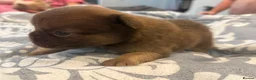 French Bulldog dogs for sale: Fluffy French bulldogs  - Advert 11