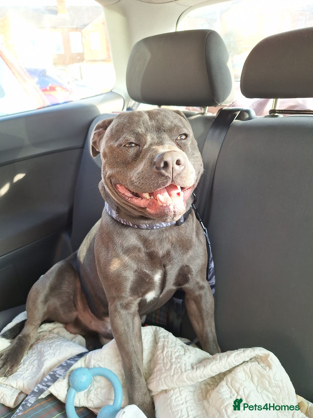 Staffordshire Bull Terrier dogs for stud: **FOR STUD** KC REGISTERED BLUE STAFF BULL TERRIOR - Advert 2