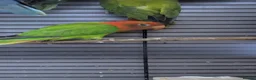 Lovebirds birds for sale: All Colour Love Birds - Advert 4