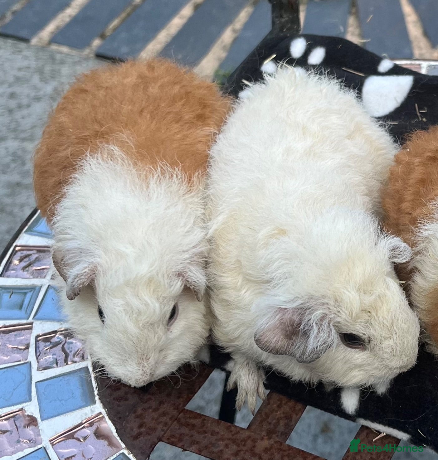 Guinea Pig rodents Guniea pigs. - Advert 6