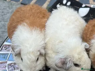 Guinea Pig rodents Guniea pigs. - Advert 6