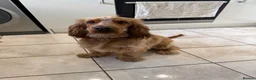 Cocker Spaniel dogs for sale: 10 month old Show cocker spaniel  - Advert 2