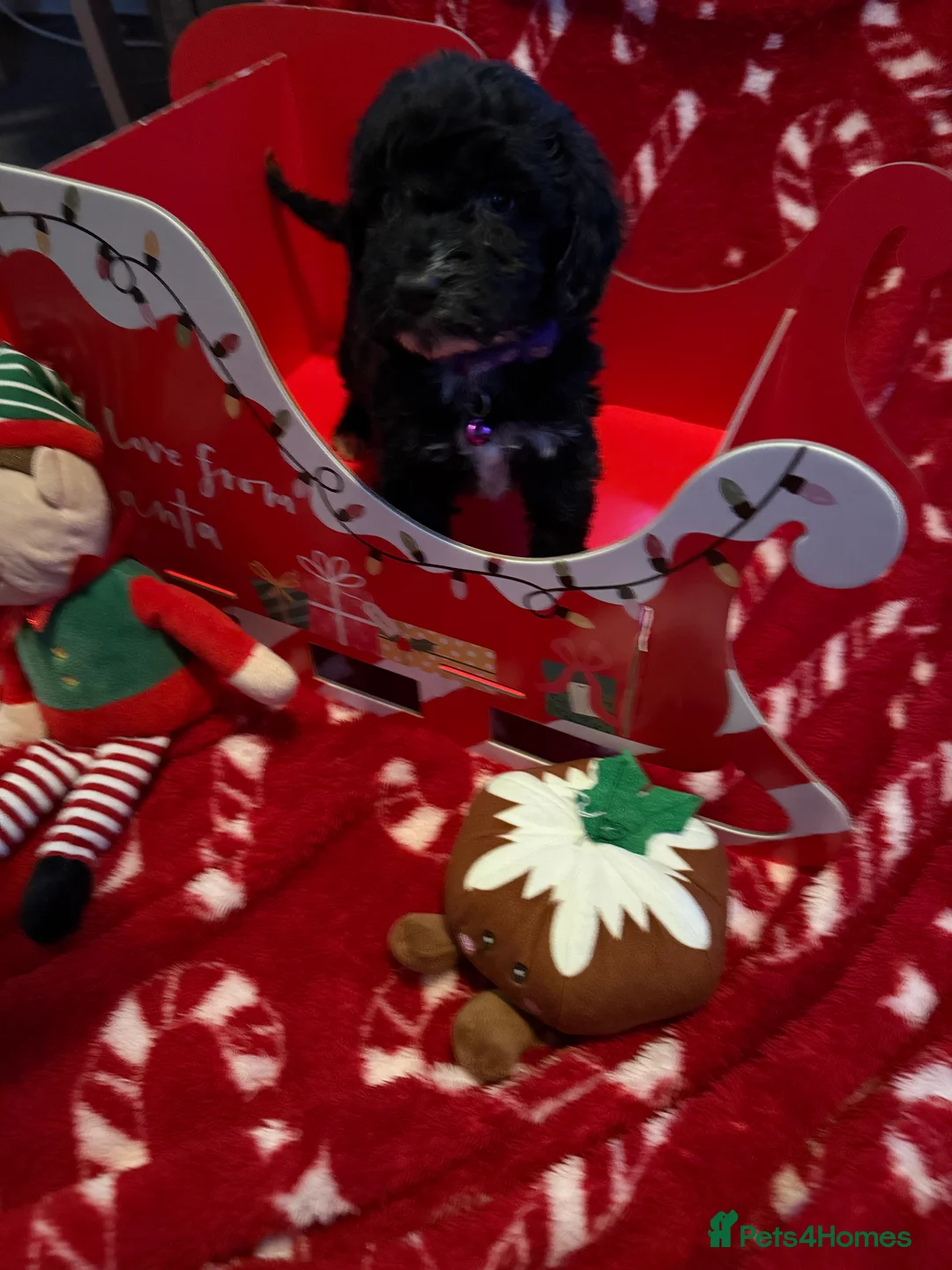 Cockapoo dogs for sale: Miniature f1 Cockapoos puppies - Advert 32