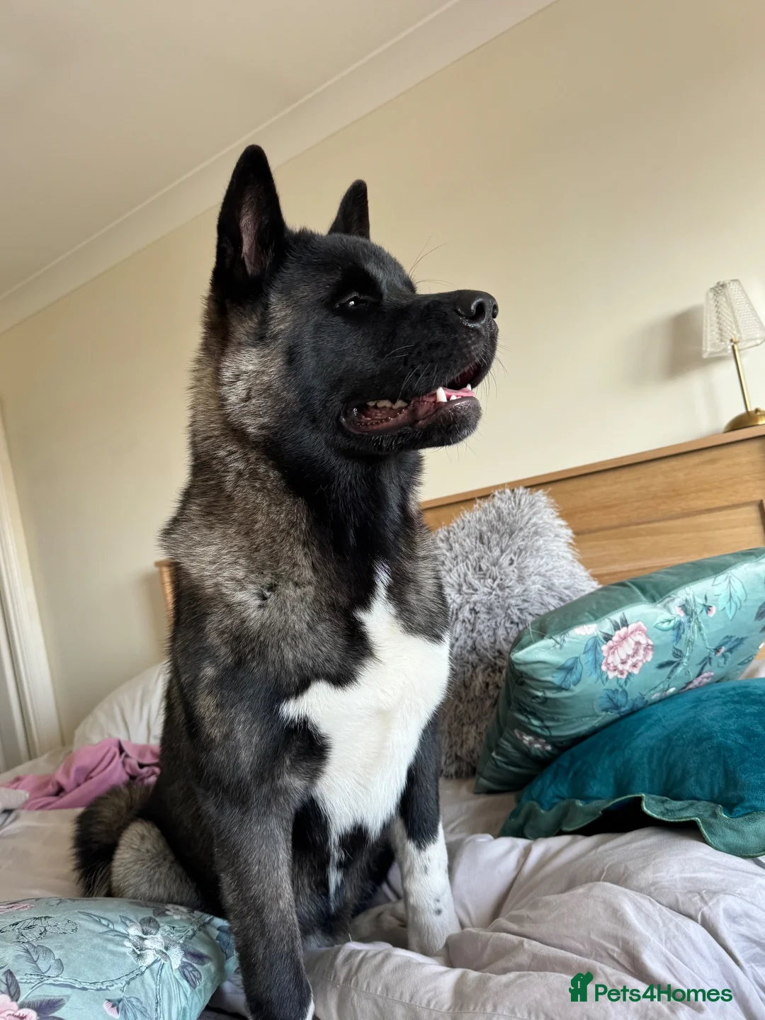 Akita dogs for sale: Beautiful Purebred American Akitas Puppies in Chichester - Advert 1