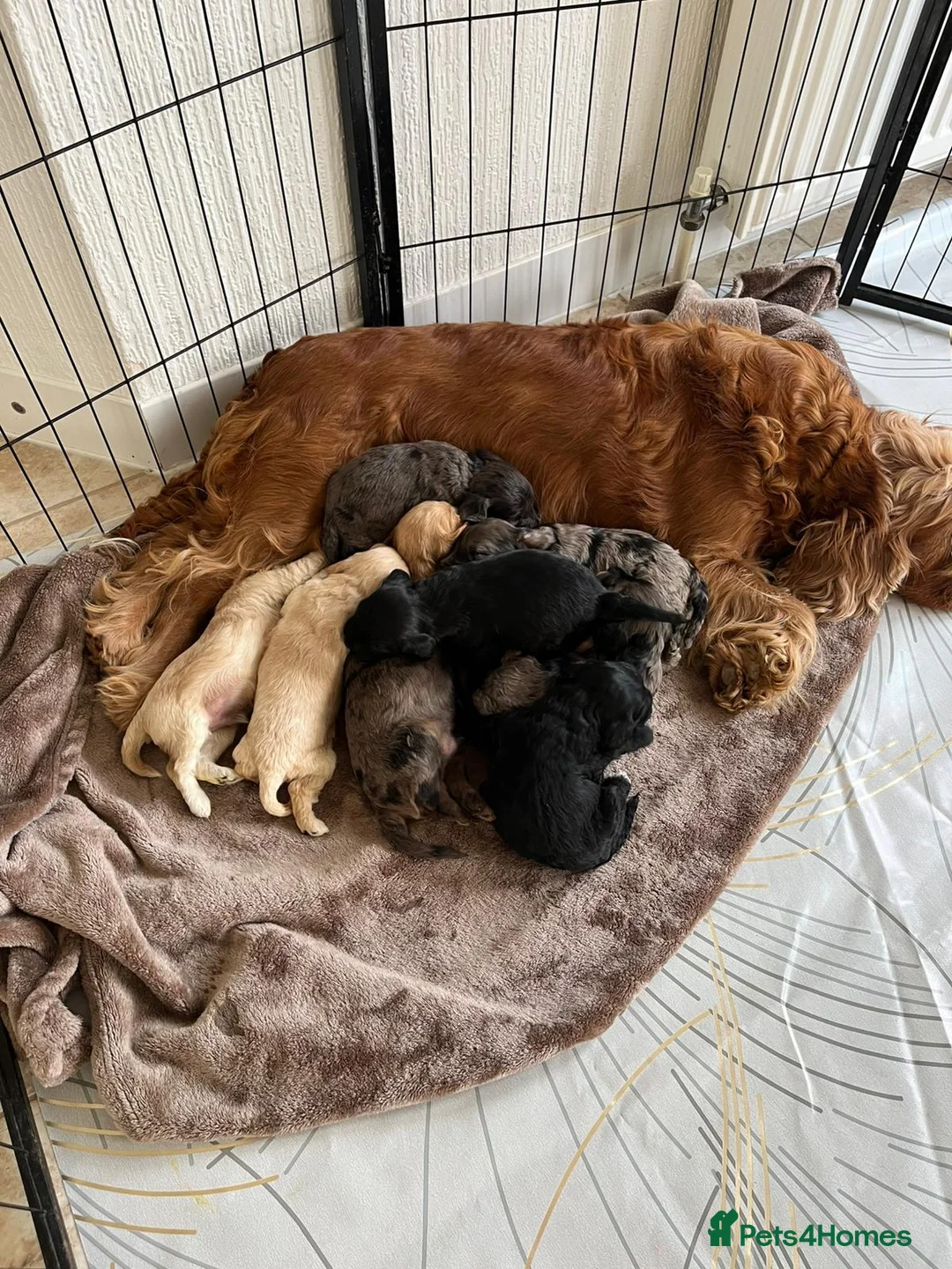 Cockapoo dogs for sale: Beautiful F1 Cockapoo Puppies 5 Girls 4 Boys - Advert 20