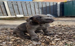 Cane Corso dogs for sale: Cane Corso puppies 9 week old 🫶❤️🫶 - Image 12
