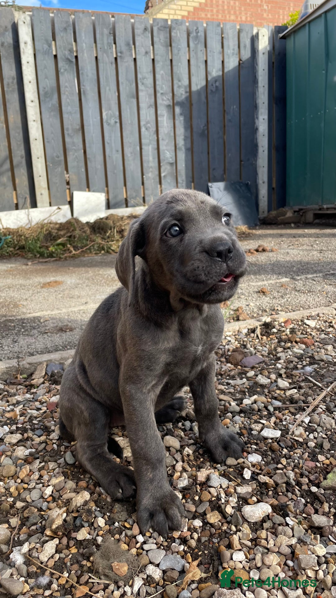 Cane Corso dogs for sale: Cane Corso puppies 9 week old 🫶❤️🫶 - Image 12