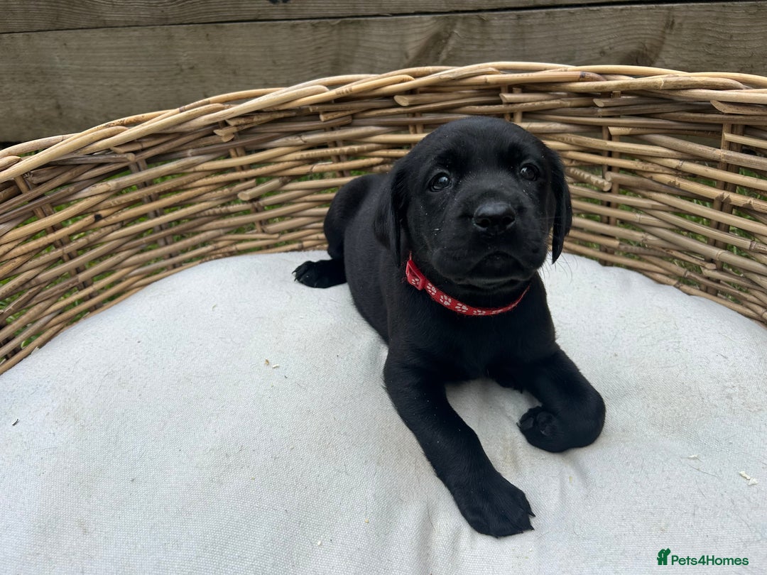 Labrador Retriever dogs for sale: KC registered Labrador pups ready to rehome NOW in Stanley - Image 7