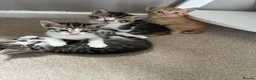 Mixed Breed cats for sale: Stunning kittens  in Ashford - Advert 4