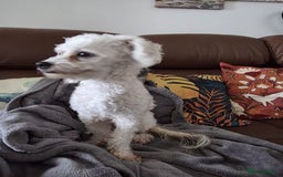 Bichon Frise dogs for sale: Beautiful Female Bichon Frise – Looking for a home - Advert 8