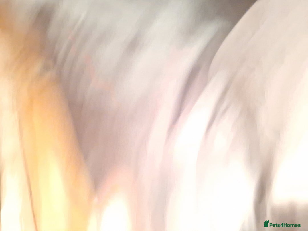 Mixed Breed dogs for sale: Blue staff whippet Cross  - Advert 7