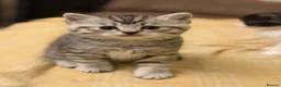 British Shorthair cats for sale: BSH X Mainecoon in Manchester - Advert 7