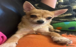 Chihuahua dogs for sale: Puppy chihuahua girl - Image 5