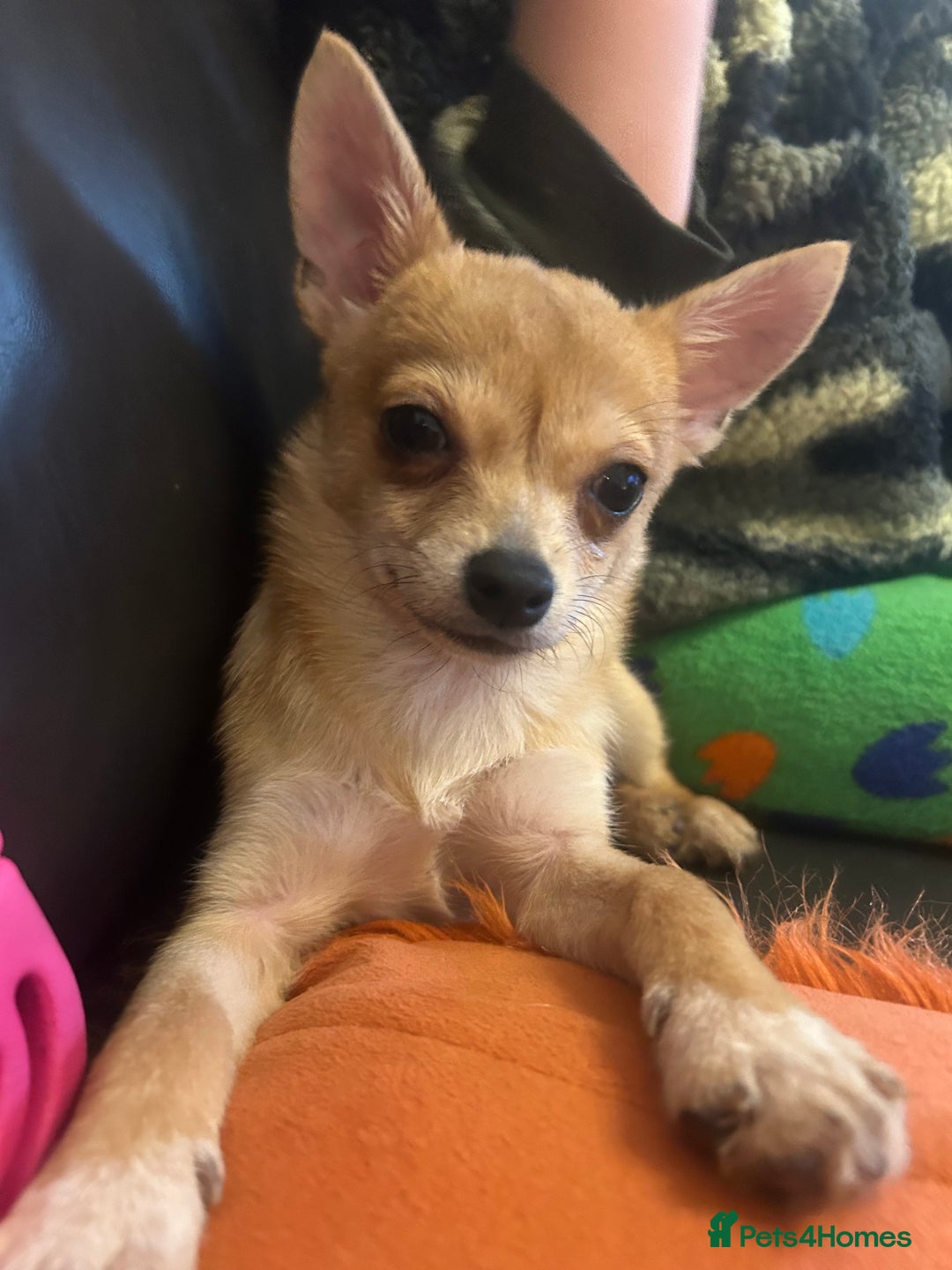 Chihuahua dogs for sale: Puppy chihuahua girl - Image 5