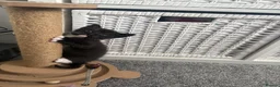 Mixed Breed cats for sale: Mixed breed kittens  - Advert 9