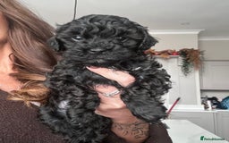 Cavapoo dogs for sale: F1 TOY CAVAPOOS ‘ONYX’ HEALTH TESTED - Image 1