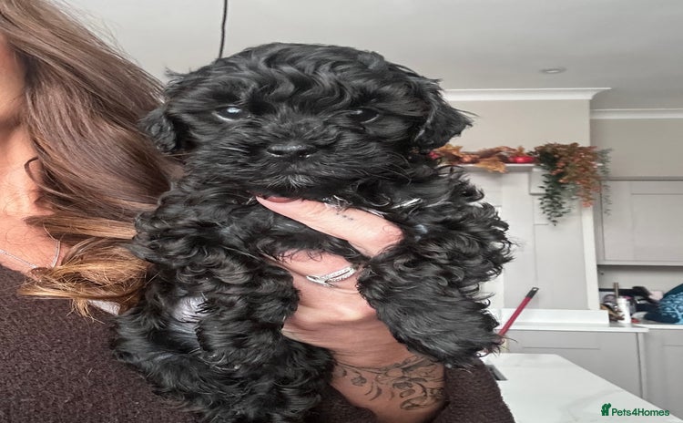 Cavapoo dogs - Advert 4