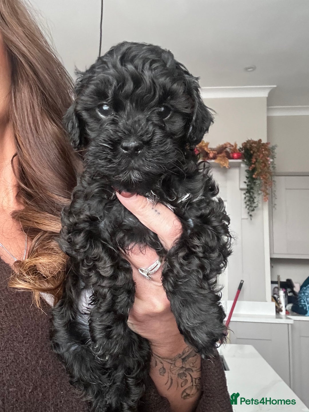 Cavapoo dogs for sale: F1 TOY CAVAPOOS ‘ONYX’ HEALTH TESTED - Image 1